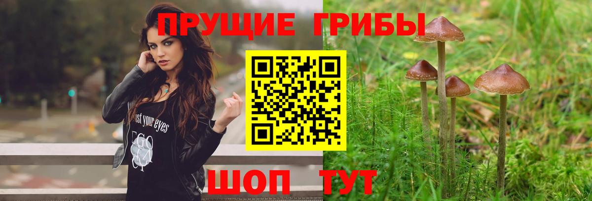 Псилоцибиновые грибы Psilocybe  Псилоцибиновые грибы мухоморы  Вход с VPN  Клинцы 